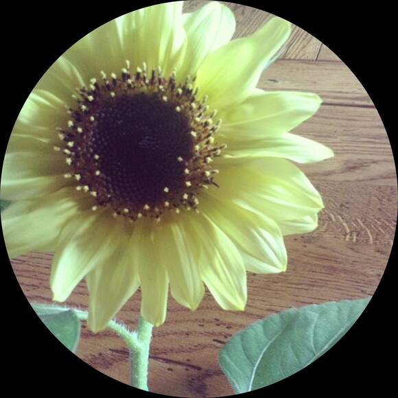 sunflower_sky